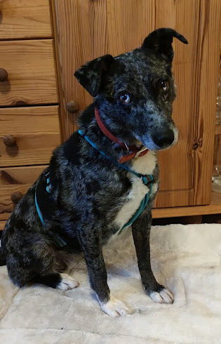 Fiona 3 Dombovar ♥ seit 05.02. auf PS in 28755 Bremen ♥ vermittelt ♥