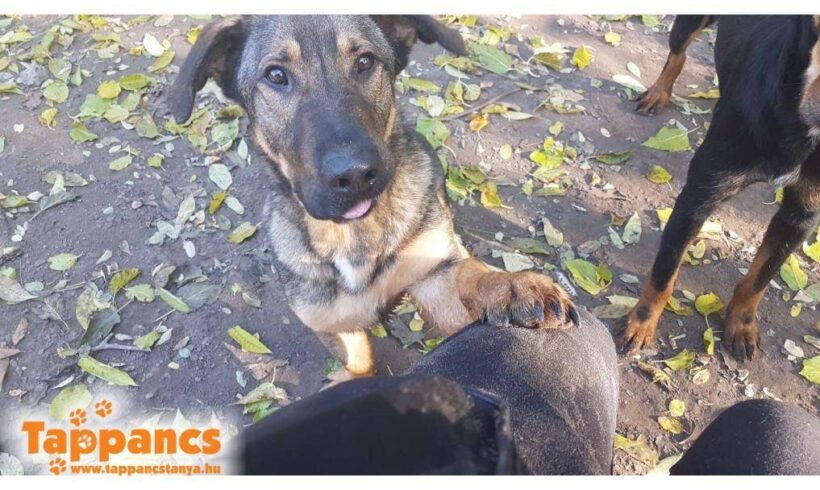 Kazmer ♥ vermittelt in Ungarn ♥