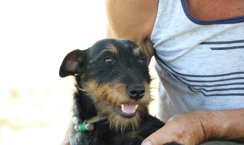 Dongó ♥ vermittelt in Ungarn ♥