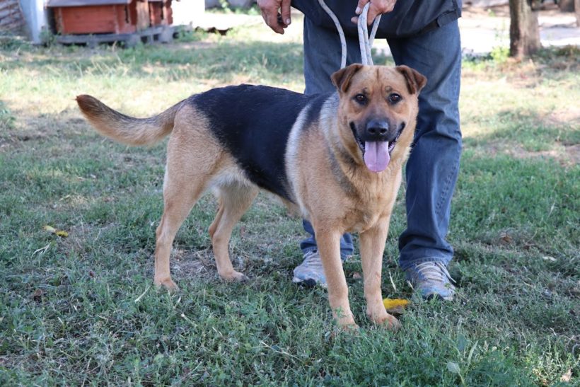 Roxi  ♥ vermittelt an unseren Partnerverein „Nothilfe für Hunde“ in Österreich ♥