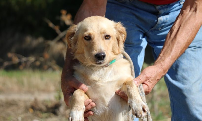 Szöszi ♥ vermittelt an Nothilfe für Hunde in Österreich ♥