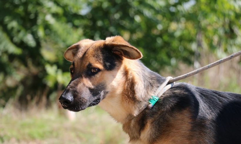 Döme 2 vermittelt in Ungarn