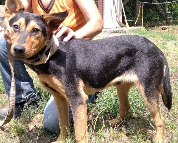 Bruno 4 – zum Notfall geworden –  er zieht am 05.03. auf PS Weidenbach ♥ vermittelt ♥