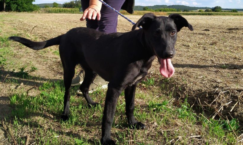 Kelly 2 ♥ vermittelt nach Österreich ♥