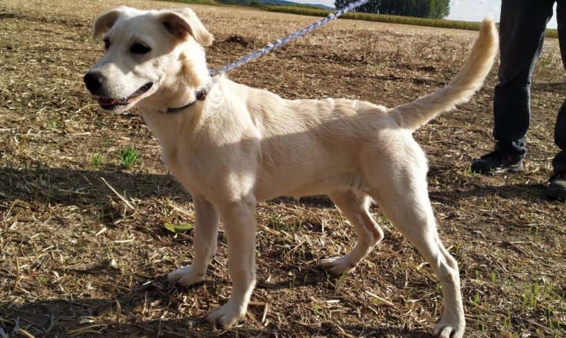 Kajla 3 ♥vermittelt nach Österreich ♥