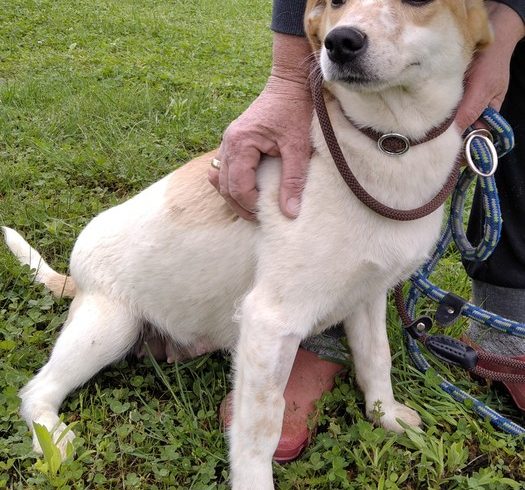 Baba 4 Szeged ♥ vermittelt an die Tierhilfe Franken e.V.  ♥ Transportpate Fr. M. Pagel :-*