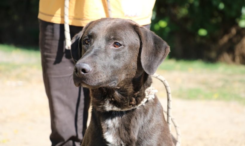 Avedis ♥ vermittelt an Nothilfe für Hunde in Österreich ♥