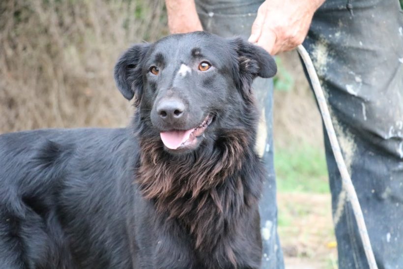 Benő 3  ♥ vermittelt an unseren Partnerverein „Nothilfe für Hunde“ in Österreich ♥
