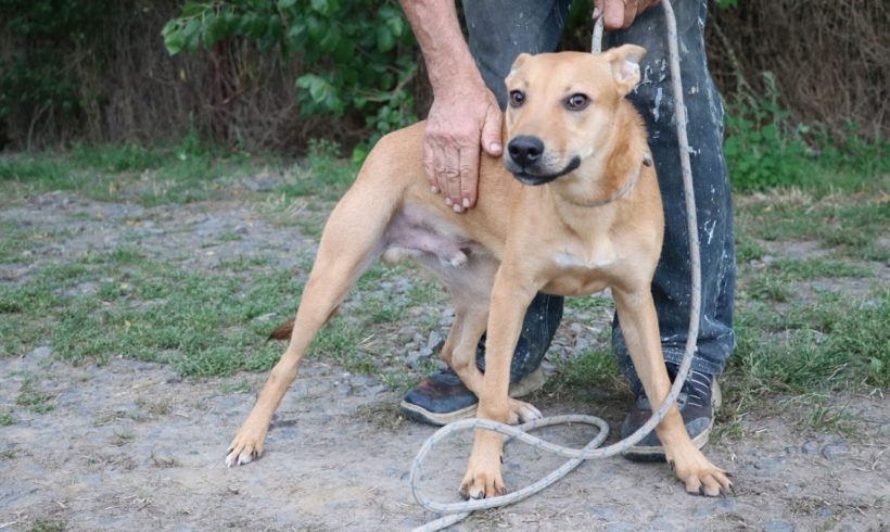 Rodney ♥ vermittelt ♥