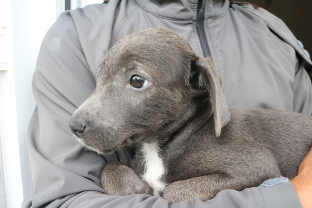 Lali ♥ vermittelt an unseren Partnerverein „Nothilfe für Hunde“ nach Österreich ♥
