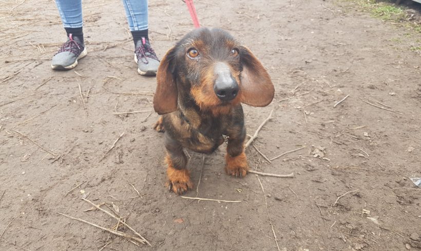 Morzsi 6 ♥ vermittelt ♥