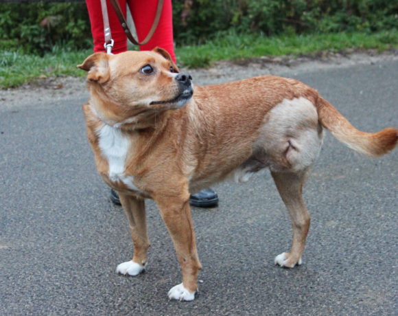 Artur 2 !Transportpaten gefunden – Danke Fr. A. Stumpenhausen! ♥vermittelt♥ !Notfall!