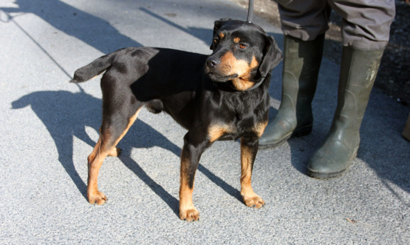 Jäger •vermittelt•