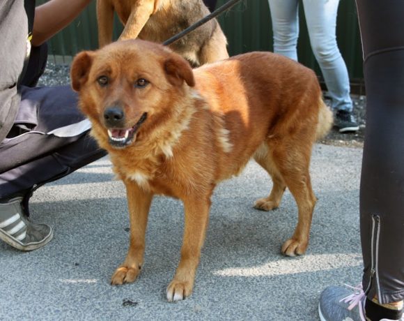 Liza 8 ♥ vermittelt ♥ er sucht Ausreise- und Transportpaten ♥