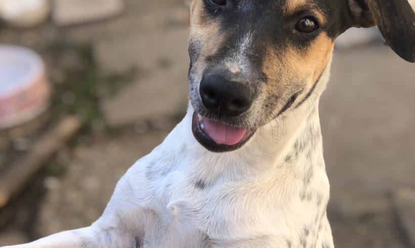 Nexon ♥vermittelt♥