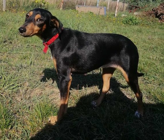 Pipiter •vermittelt•