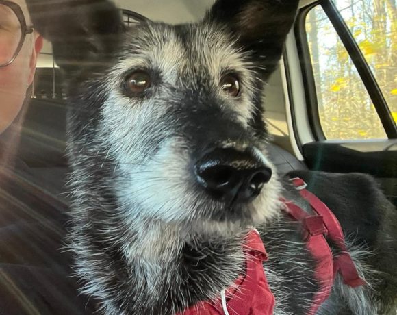 Dolly 3 !Ausreisepatenschaft gefunden – Danke Fr. P. Weisenberger ♥vermittelt♥