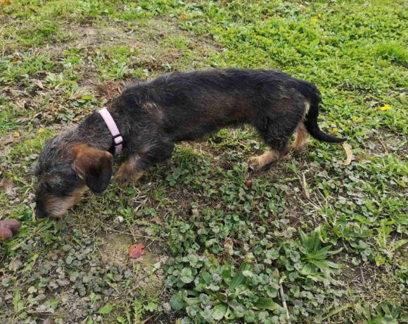 Dorisz 3 †verstorben†