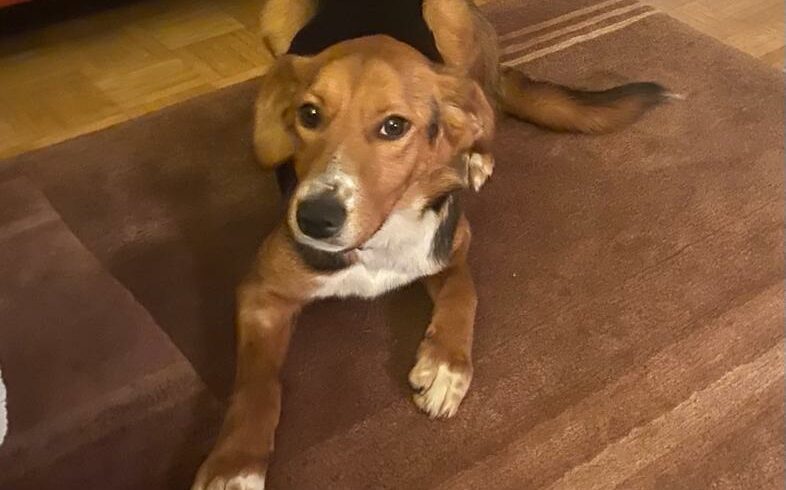 Monti ♥ Auf PS in 91056 Erlangen ♥ vermittelt ♥