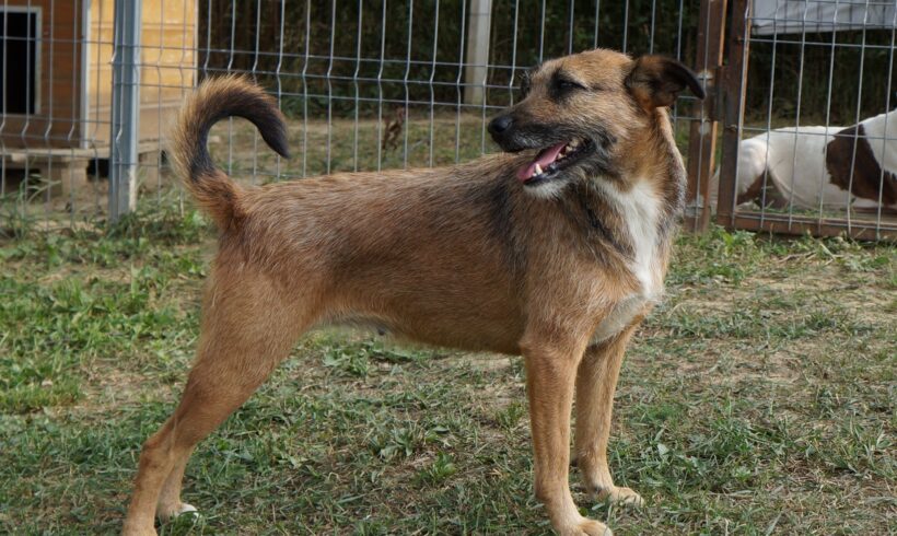 Cekla 2 +++vermittelt in Ungarn+++