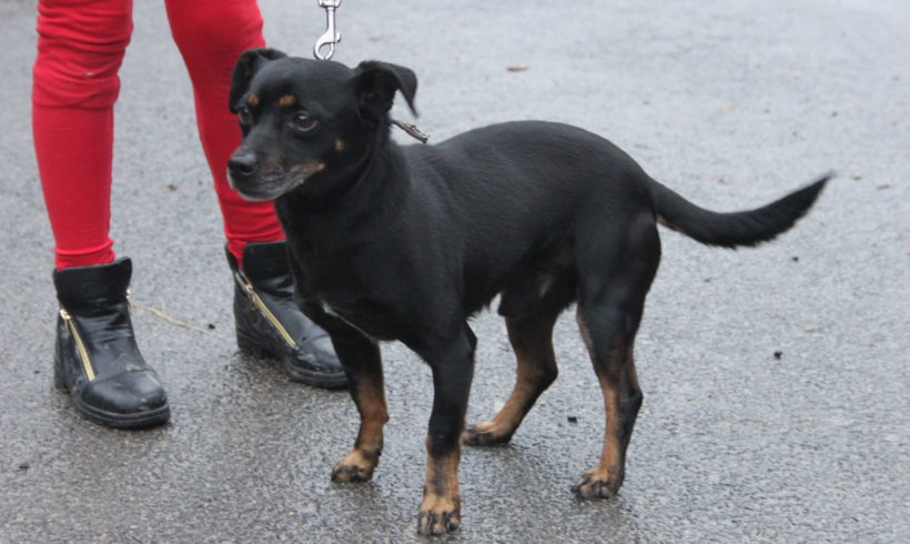 Csöpi 5 •vermittelt•