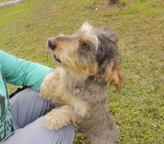 Dödi 3 ♥vermittelt♥ 🚘Transportpaten gefunden – Danke Fr. A. Hetterich!🚘