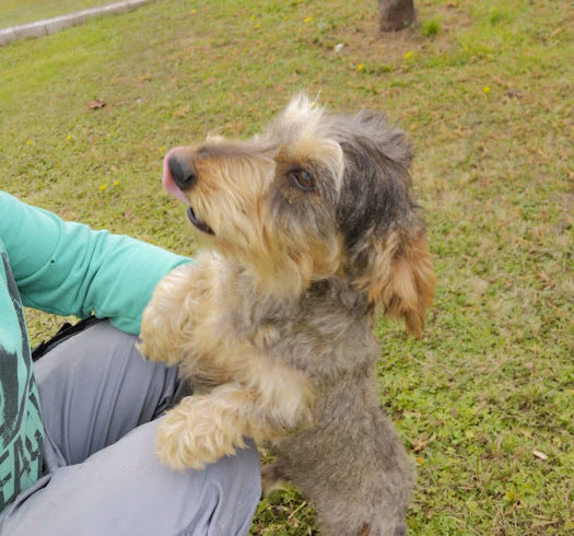 Dödi 3 ♥vermittelt♥ 🚘Transportpaten gefunden – Danke Fr. A. Hetterich!🚘