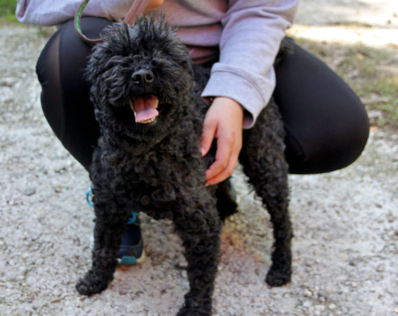 Gyöngi !Ausreisepaten gefunden – Danke I. Ihrig und S. Lehne ♥vermittelt♥