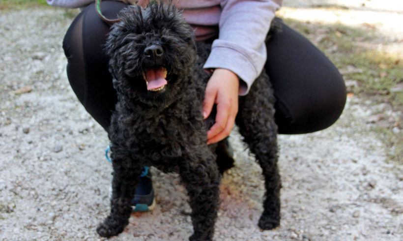 Gyöngi !Ausreisepaten gefunden – Danke I. Ihrig und S. Lehne ♥vermittelt♥