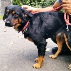 Misi 2 ♥ vermittelt an „Nothilfe für Hunde“ in Österreich ♥