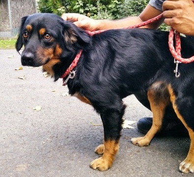 Misi 2 ♥ vermittelt an „Nothilfe für Hunde“ in Österreich ♥
