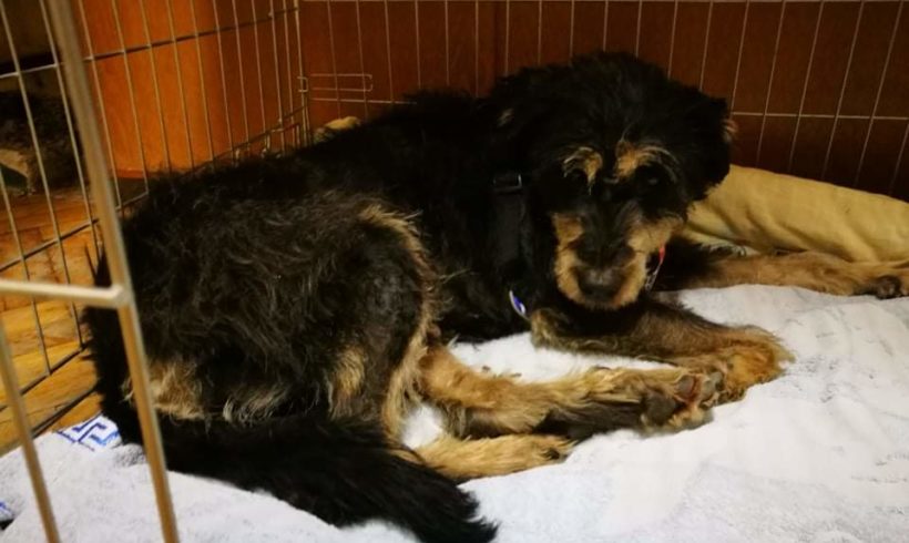 Molly 4 ♥vermittelt♥