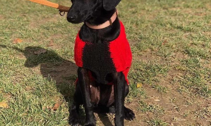 Fenya ♥vermittelt♥