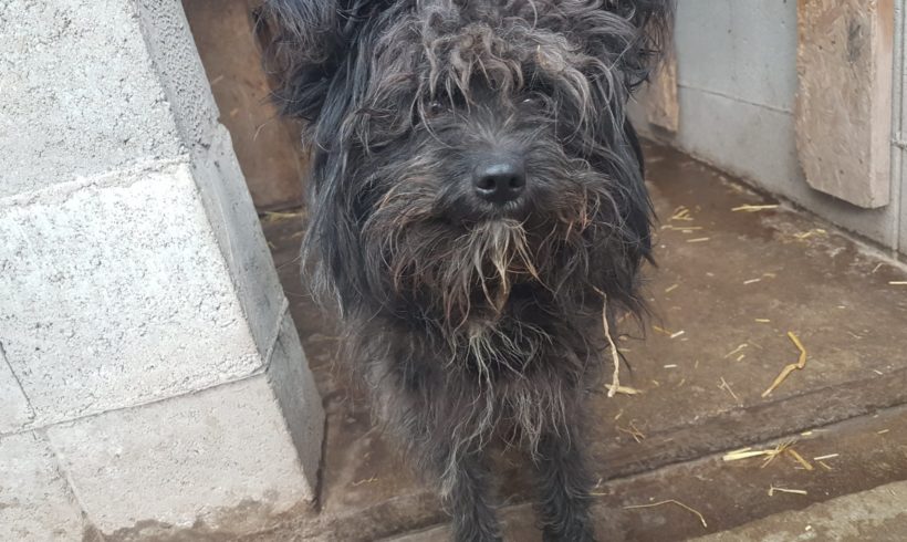 Pille -vermittelt in Ungarn –