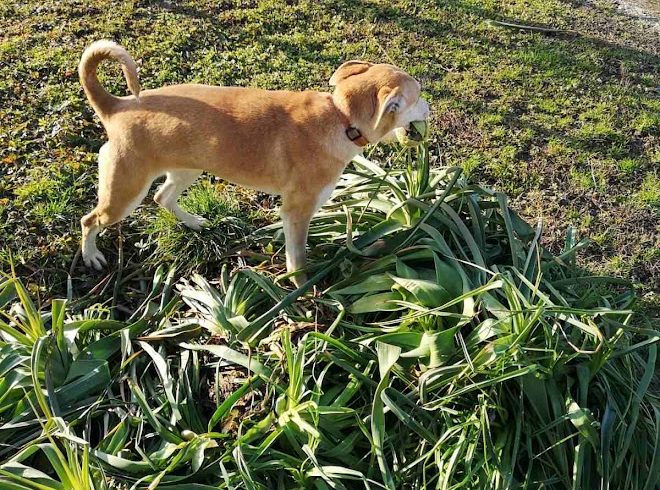 Serén ♥vermittelt♥