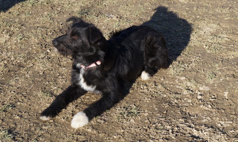 Tilda 2 ♥vermittelt in Ungarn♥