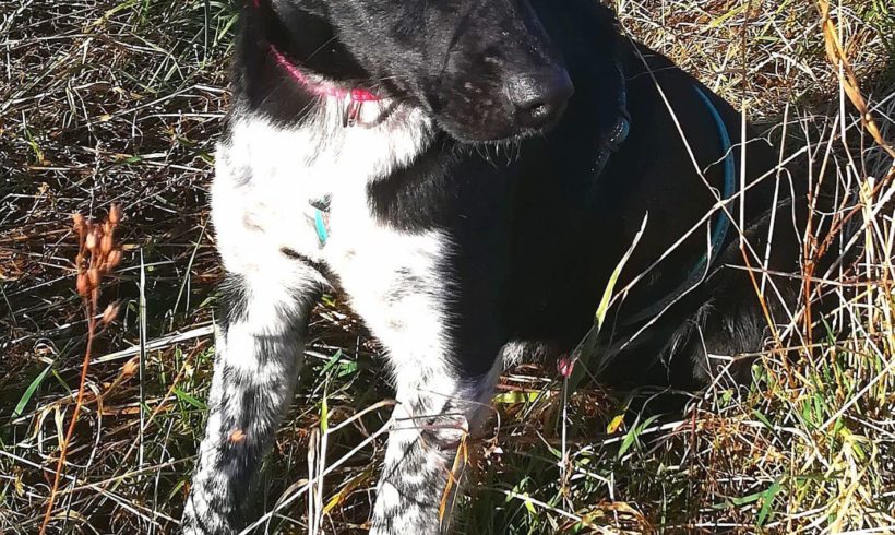 Nozi ♥ Auf Pflegestelle in 66773 Hülzweiler ♥ vermittelt ♥