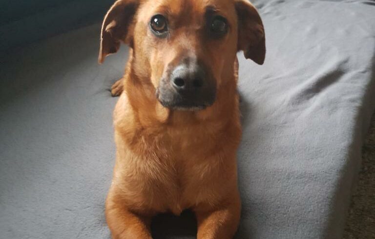 Bolka 2 ♥auf PS in 76684 Östringen♥ ♥vermittelt♥