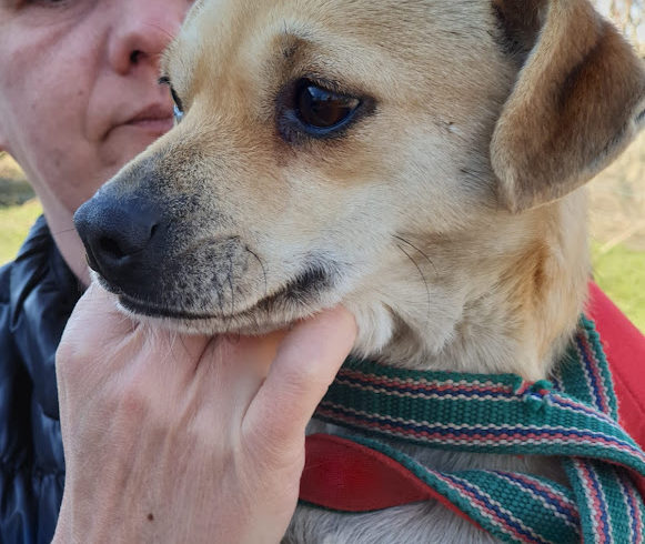 Lili 8 ♥ vermittelt ♥