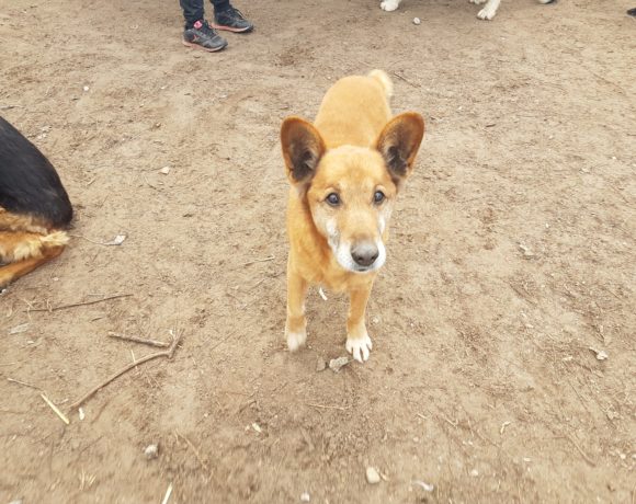 Maci 7 ♥ vermittelt ♥  Ausreise- und Transportpaten gefunden! Danke Fr. K. Ballasus und Fr. A. Dreher – Maci musste leider heute eingeschläfert werden, er hatte noch ein wunderschönes Leben bei seiner Familie-DANKE!!