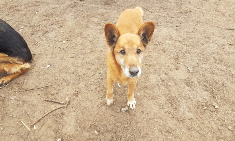 Maci 7 ♥ vermittelt ♥  Ausreise- und Transportpaten gefunden! Danke Fr. K. Ballasus und Fr. A. Dreher – Maci musste leider heute eingeschläfert werden, er hatte noch ein wunderschönes Leben bei seiner Familie-DANKE!!