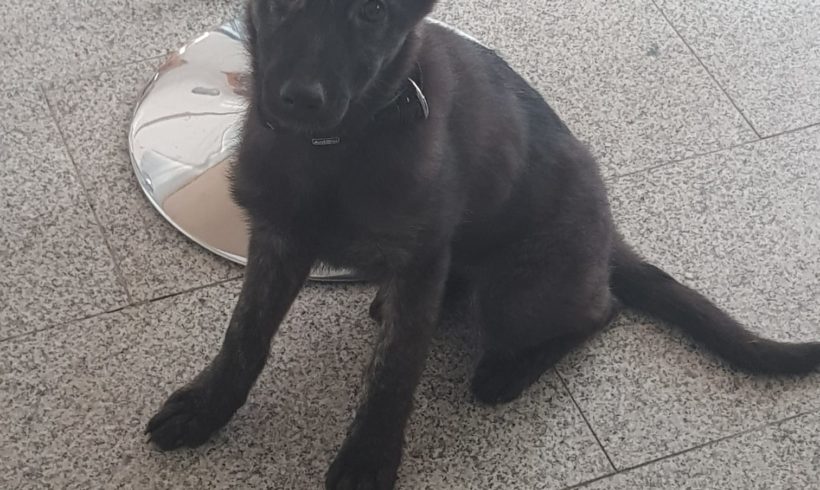 Suma 2 ♥  auf Pflegestelle nach 47441 Moers ♥ vermittelt ♥