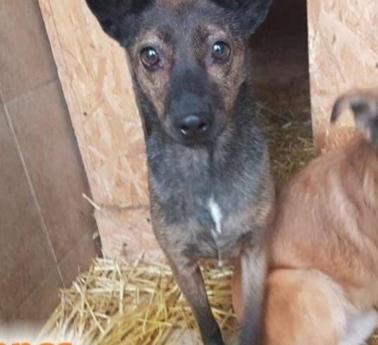Lucy 5 ♥ vermittelt an Nothilfe für Hunde in Österreich ♥