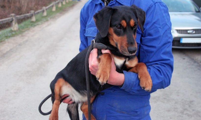 Cindy 3 ♥vermittelt♥