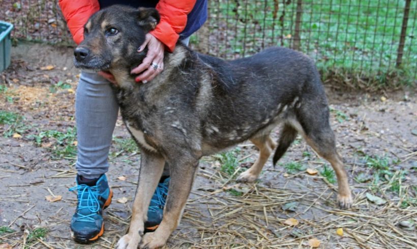 Csuti !Notfall! •vermittelt•