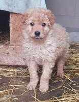 Kiwi ♥ vermittelt an Nothilfe für Hunde nach Österreich ♥