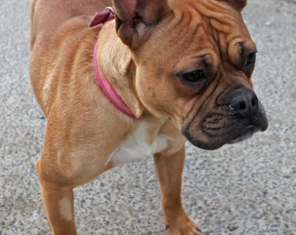 Lola 6 ! Transportpaten gefunden – Danke Herr D. Schaefer-Sell ! ♥vermittelt an die Boxernothilfe♥
