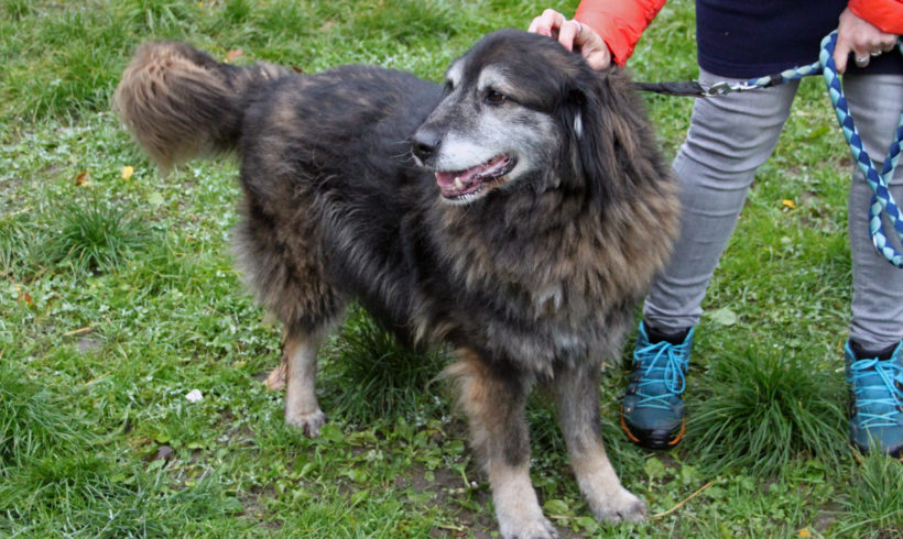 Nero Papi ♥vermittelt♥