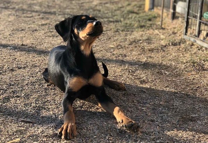 Olivia 4 ♥vermittelt♥