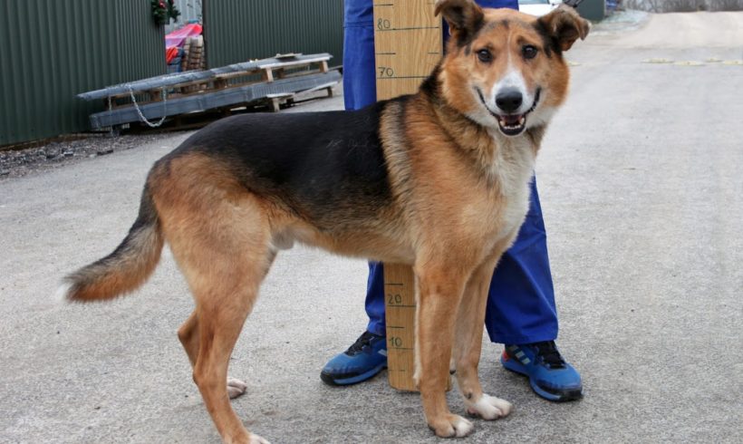 Szepi 6 ♥vermittelt nach Österreich♥